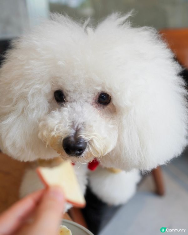 🐶🐾 天后興發街新cafe寵物友善