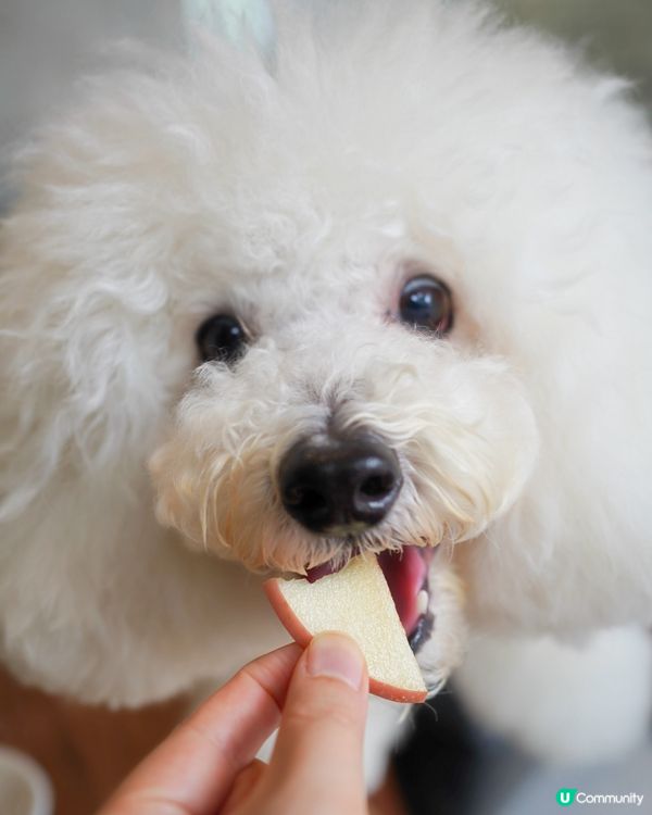 🐶🐾 天后興發街新cafe寵物友善