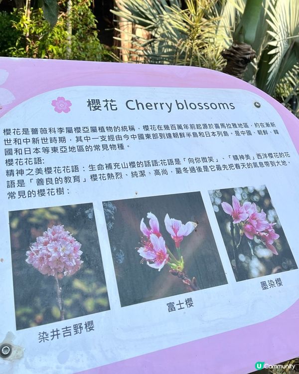 城門谷賞櫻！🌸 全家出動行大運！