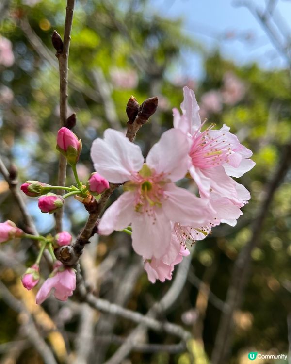 城門谷賞櫻！🌸 全家出動行大運！