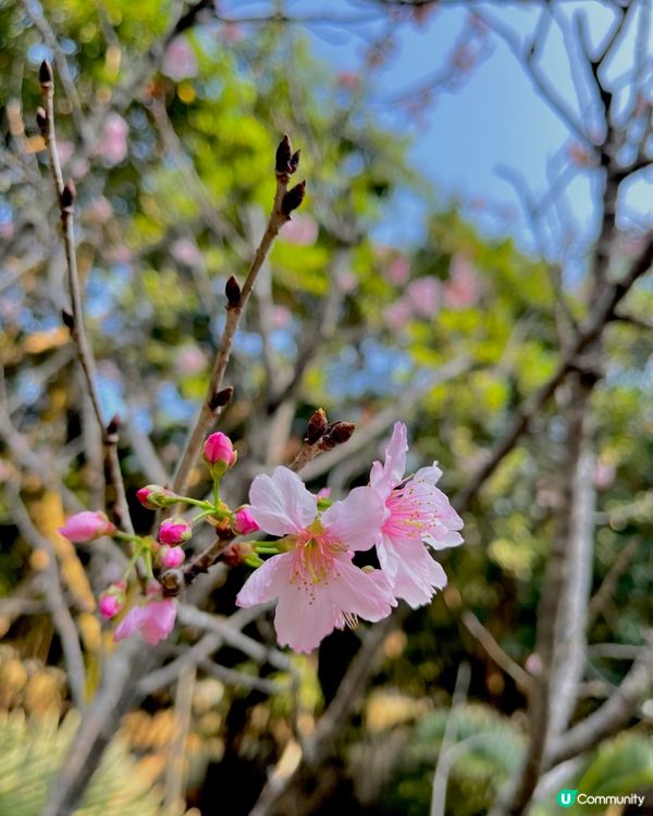 城門谷賞櫻！🌸 全家出動行大運！