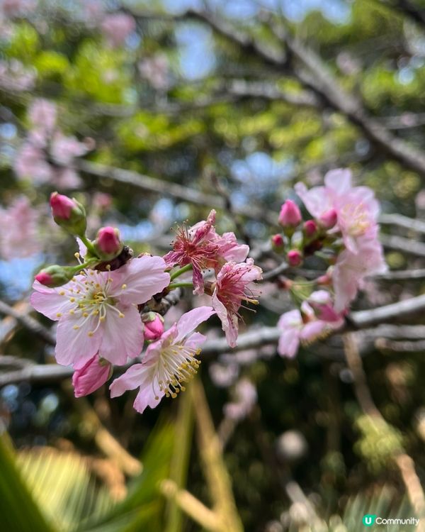 城門谷賞櫻！🌸 全家出動行大運！