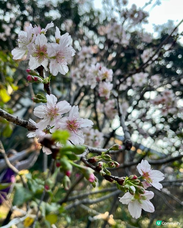 城門谷賞櫻！🌸 全家出動行大運！