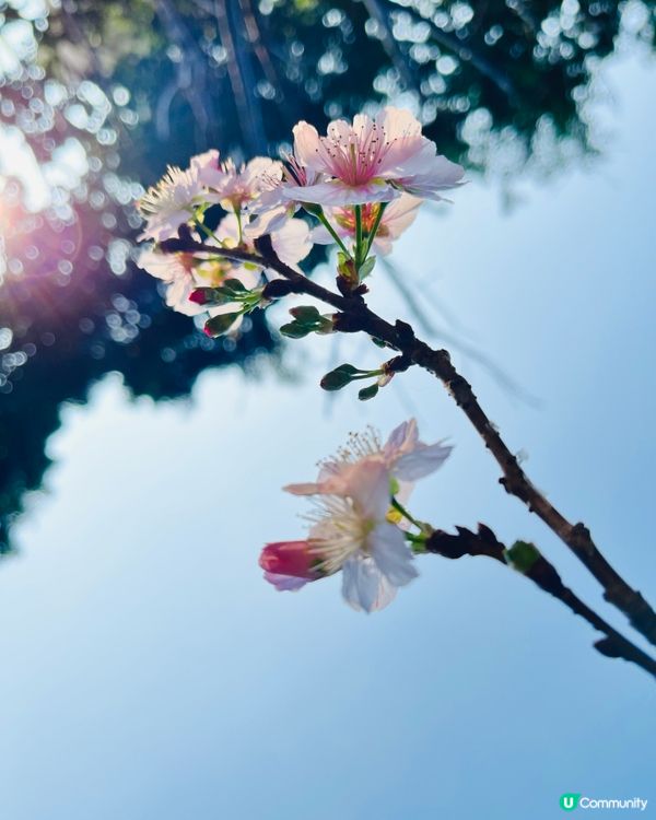 城門谷賞櫻！🌸 全家出動行大運！