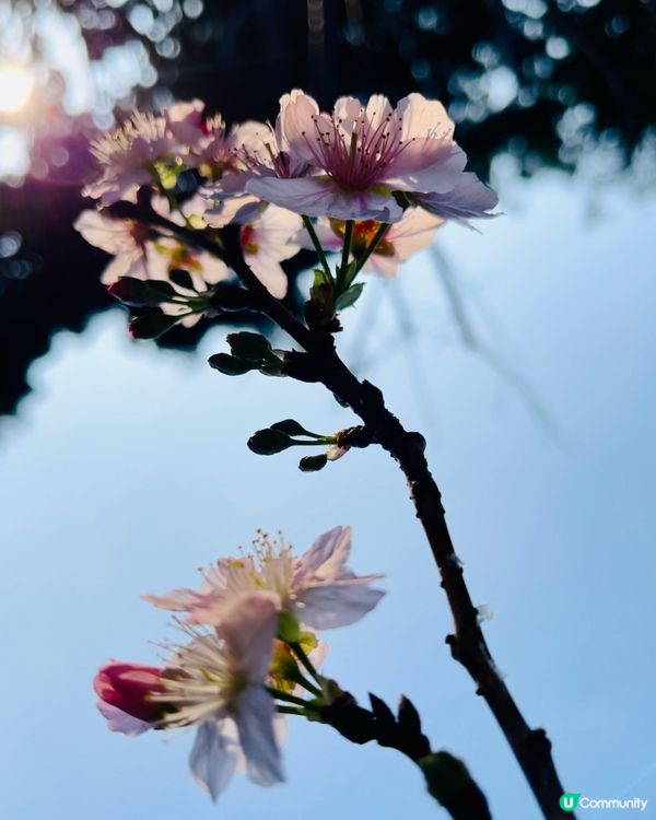 城門谷賞櫻！🌸 全家出動行大運！