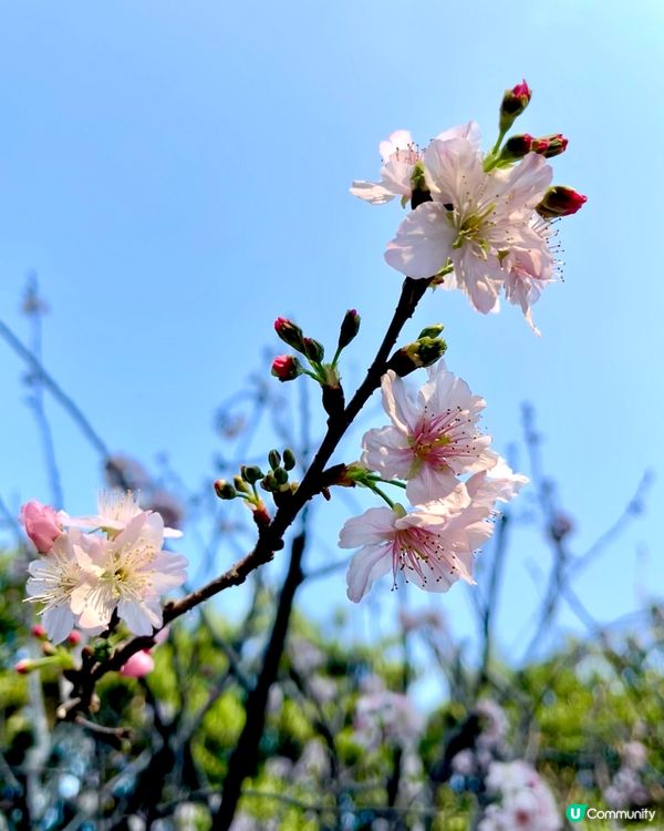 城門谷賞櫻！🌸 全家出動行大運！