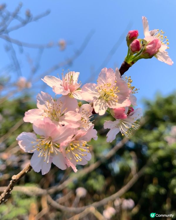 城門谷賞櫻！🌸 全家出動行大運！