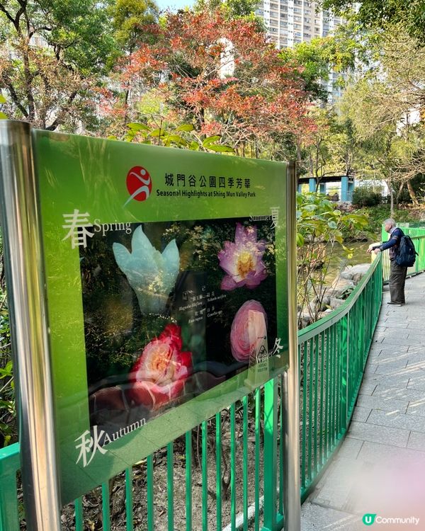 城門谷賞櫻！🌸 全家出動行大運！