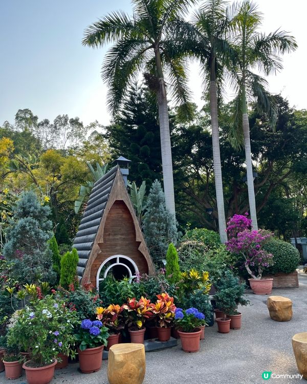 城門谷賞櫻！🌸 全家出動行大運！