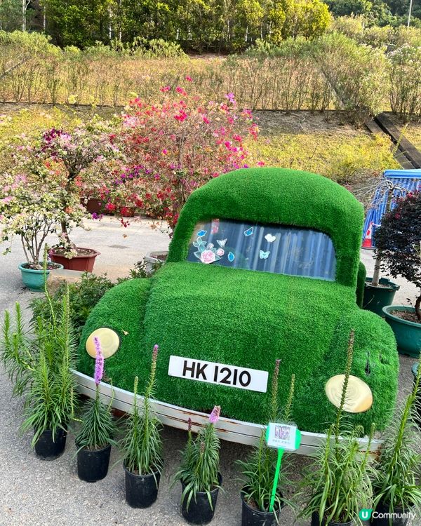 城門谷賞櫻！🌸 全家出動行大運！