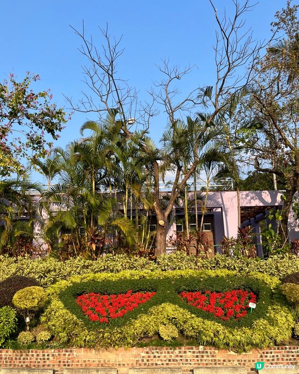 城門谷賞櫻！🌸 全家出動行大運！