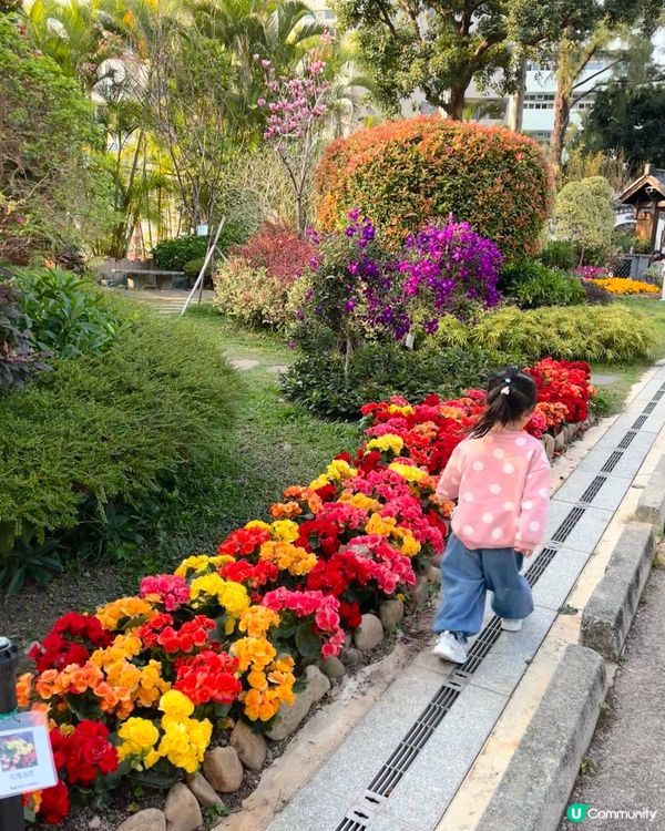 城門谷賞櫻！🌸 全家出動行大運！