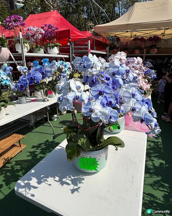 銅鑼灣維園年宵，公仔得意必打卡！🥳