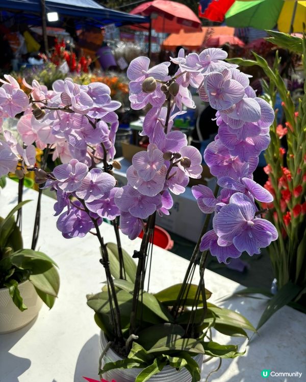 銅鑼灣維園年宵，公仔得意必打卡！🥳