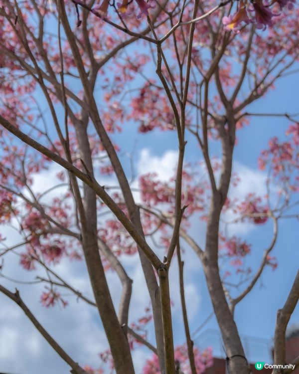 💕｢花之盛宴.光影匯演｣💕