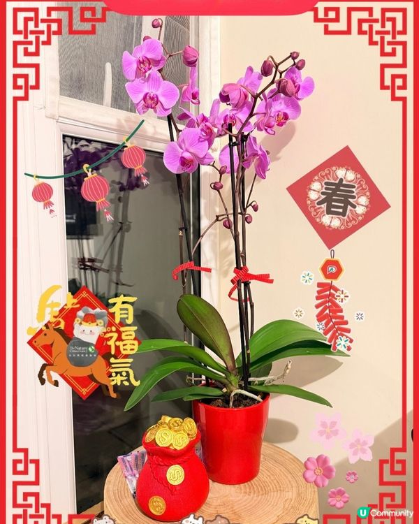 年廿九行大運 🏠🌸✨ 佈置屋企添氣氛