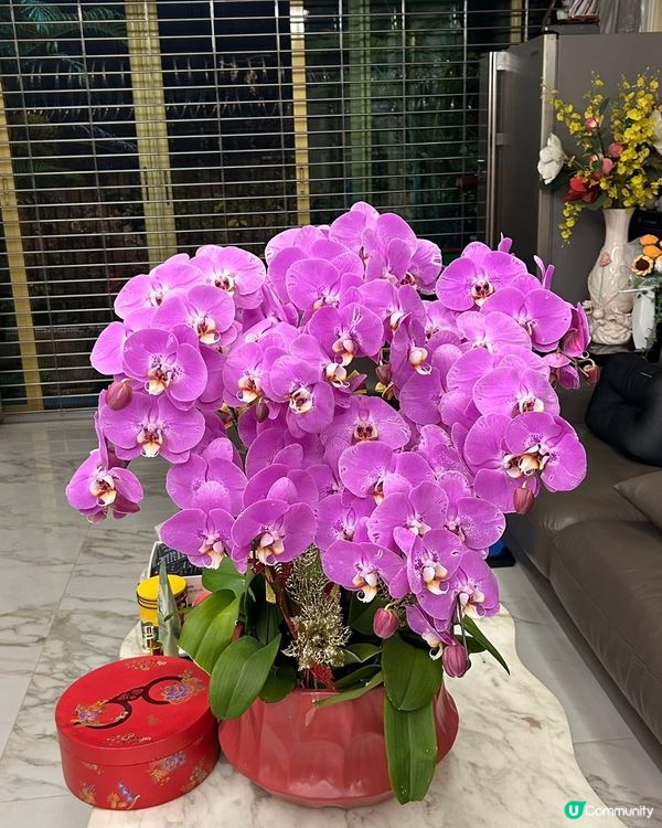 年廿九行大運 🏠🌸✨ 佈置屋企添氣氛