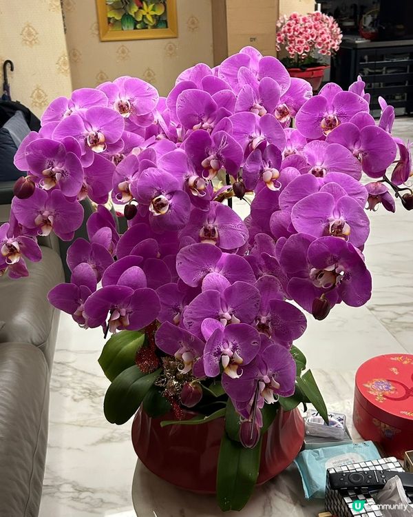 年廿九行大運 🏠🌸✨ 佈置屋企添氣氛