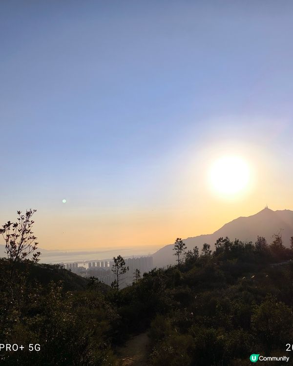 屯門行山好多野豬家族