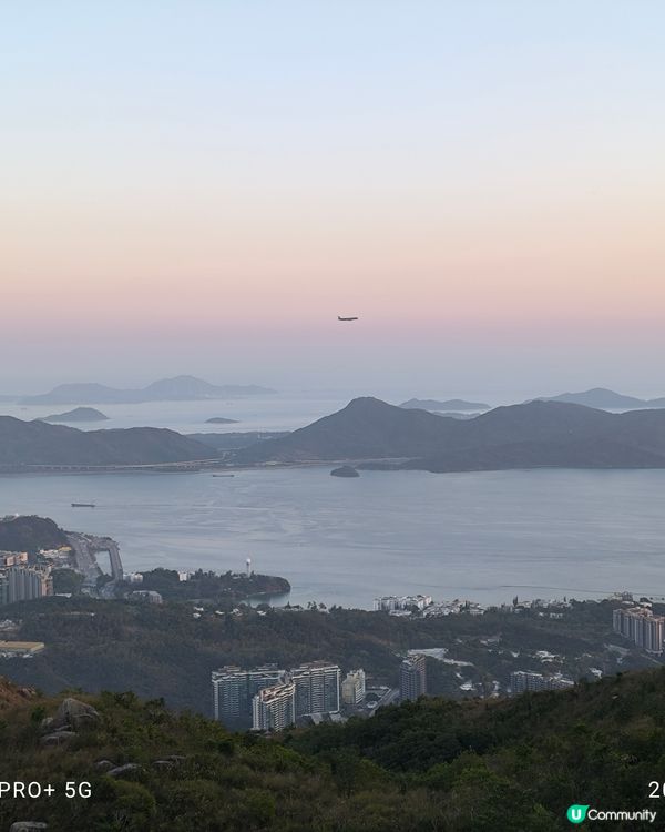 屯門行山好多野豬家族