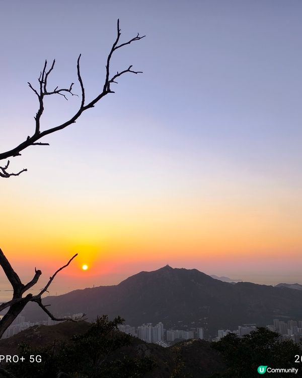 屯門行山好多野豬家族