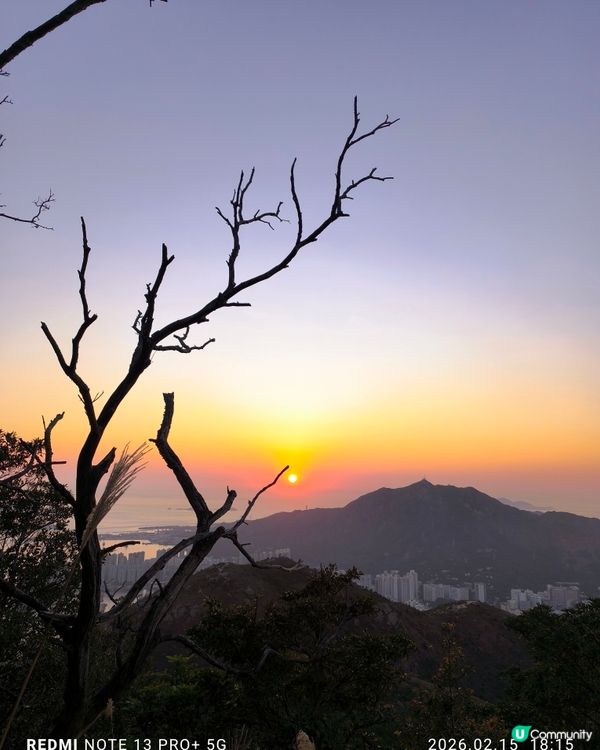 屯門行山好多野豬家族
