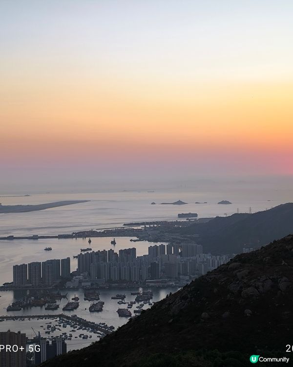 屯門行山好多野豬家族