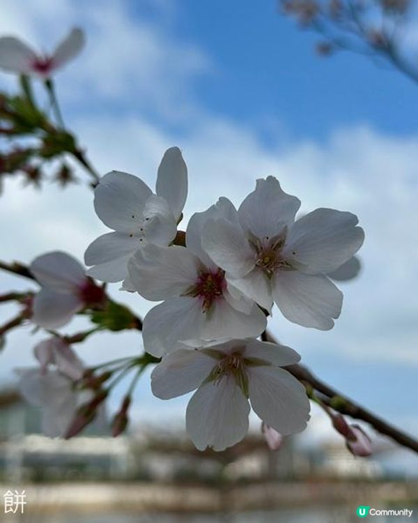 香港好去處 | 城門河畔賞櫻