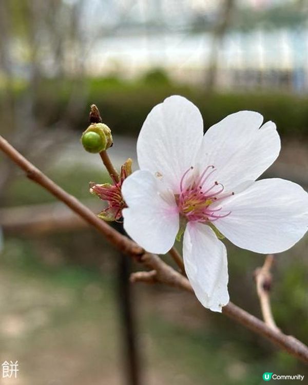 香港好去處 | 城門河畔賞櫻