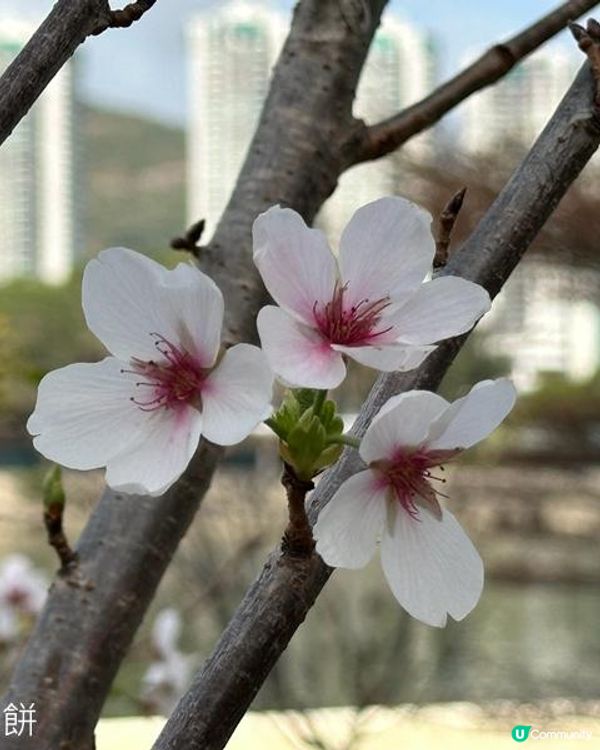 香港好去處 | 城門河畔賞櫻
