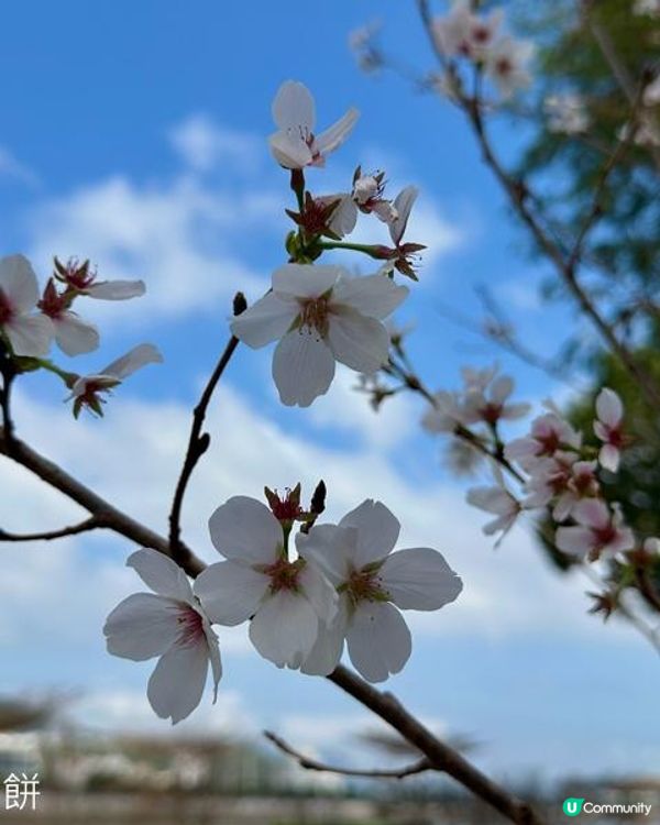 香港好去處 | 城門河畔賞櫻