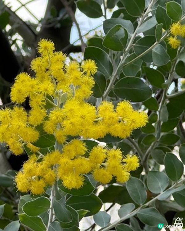 香港好去處 | 城門河畔賞櫻