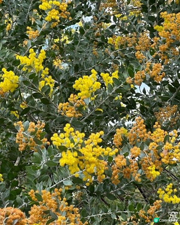 香港好去處 | 城門河畔賞櫻
