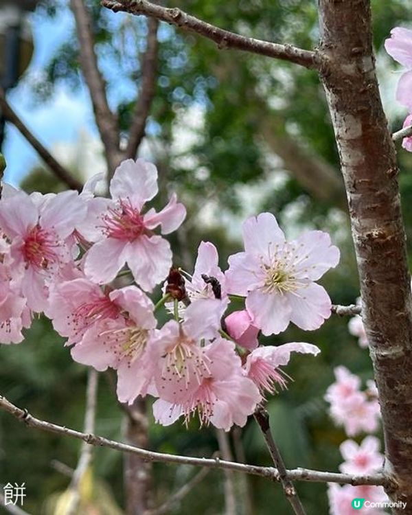 香港好去處 | 城門河畔賞櫻