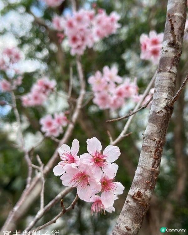 香港好去處 | 城門河畔賞櫻