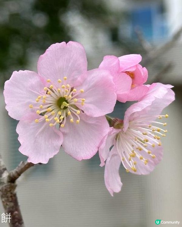 香港好去處 | 城門河畔賞櫻
