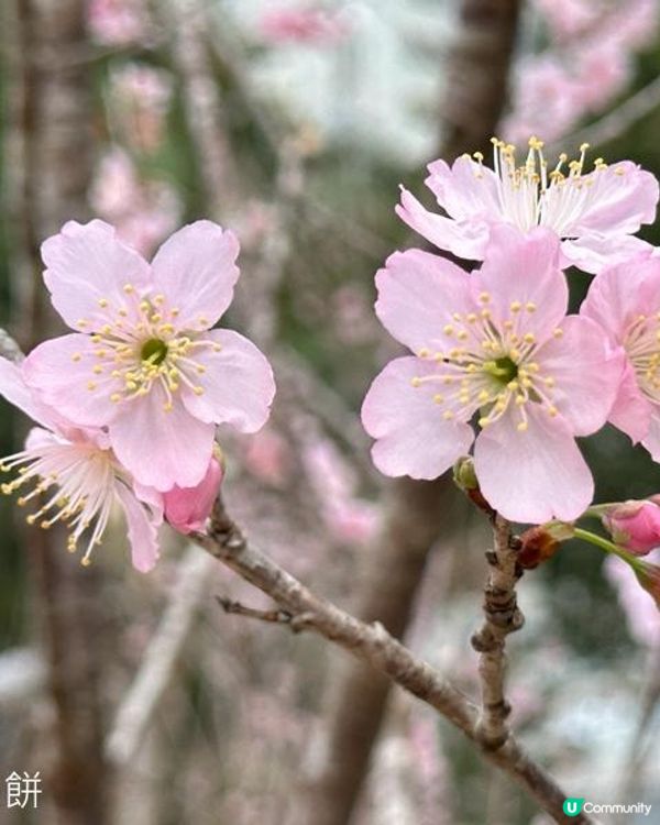 香港好去處 | 城門河畔賞櫻