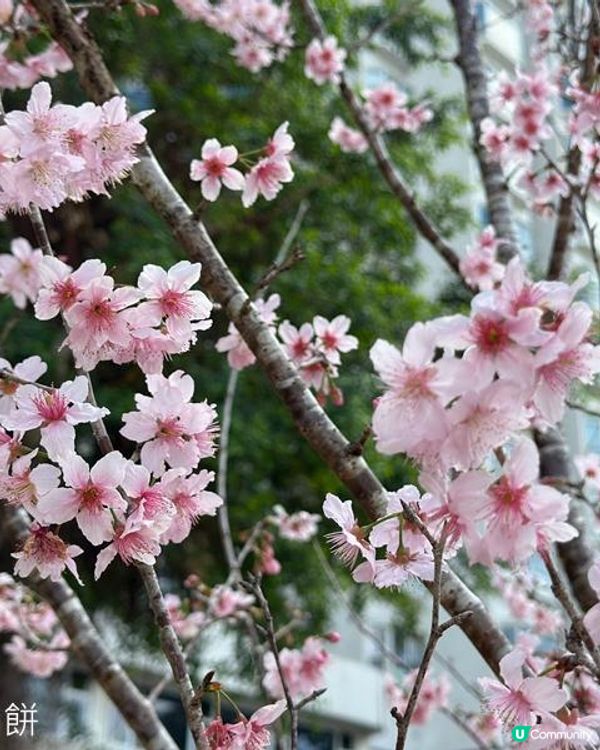 香港好去處 | 城門河畔賞櫻