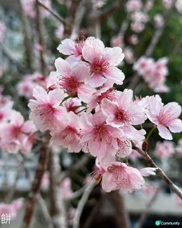 香港好去處 | 城門河畔賞櫻