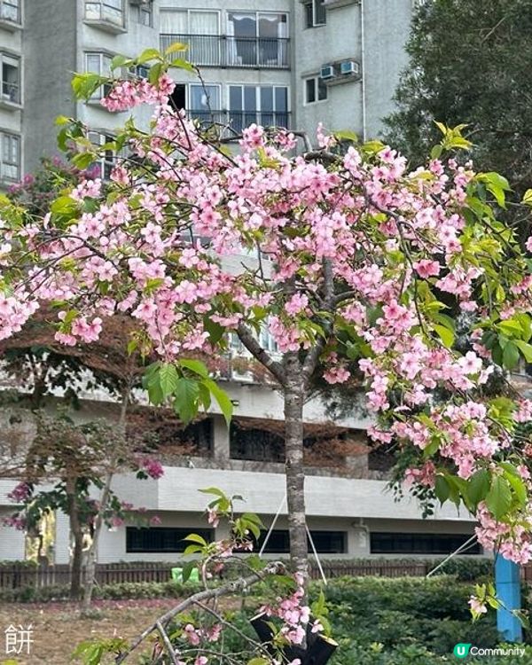 香港好去處 | 城門河畔賞櫻
