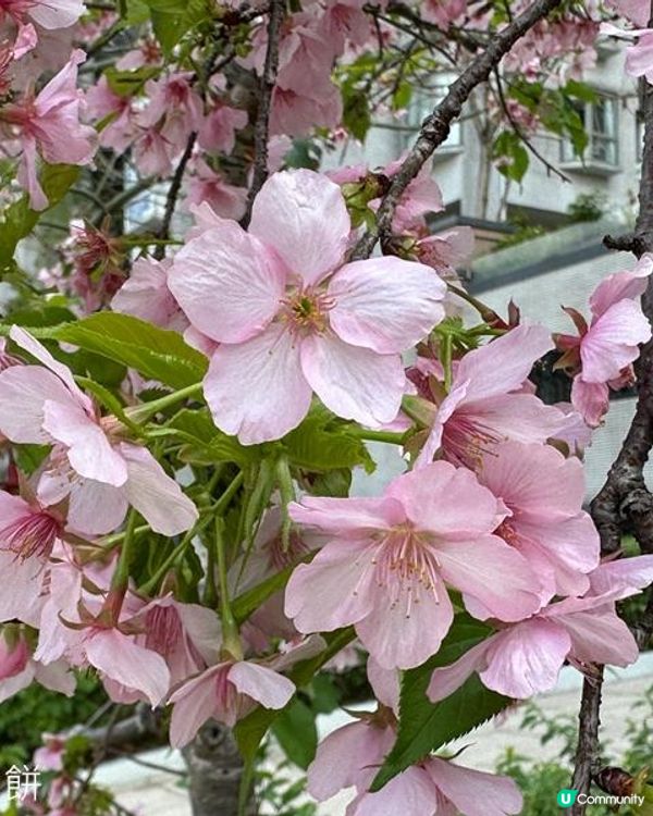 香港好去處 | 城門河畔賞櫻