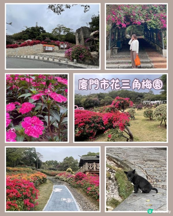 廈門山頭花海🌺人間天堂！