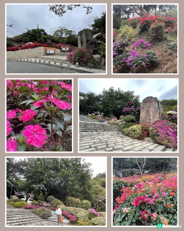 廈門山頭花海🌺人間天堂！