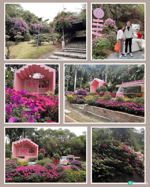 廈門山頭花海🌺人間天堂！