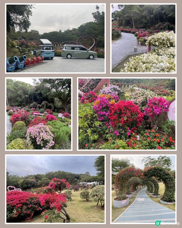 廈門山頭花海🌺人間天堂！