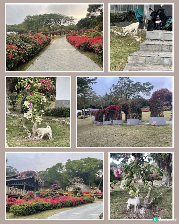 廈門山頭花海🌺人間天堂！