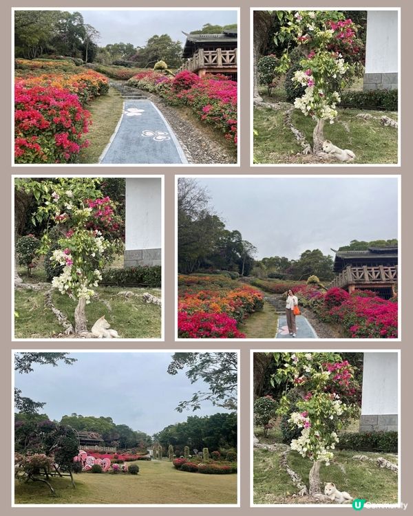 廈門山頭花海🌺人間天堂！