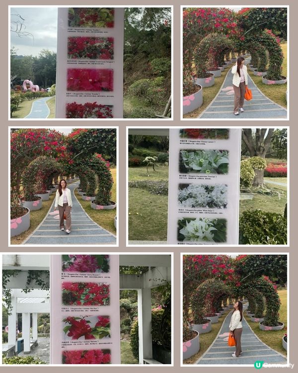 廈門山頭花海🌺人間天堂！