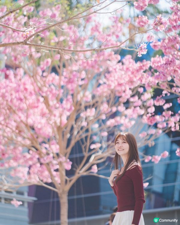 紫花風鈴木真係好靚☺️