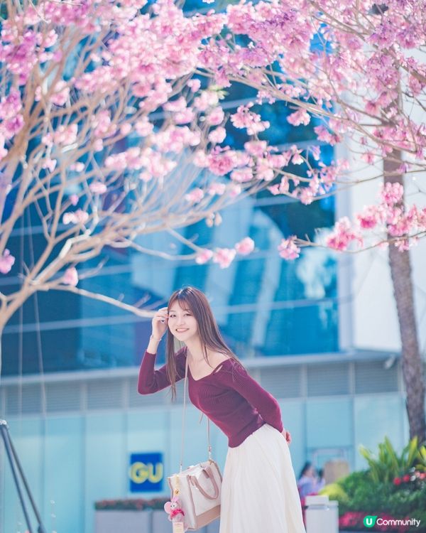 紫花風鈴木真係好靚☺️